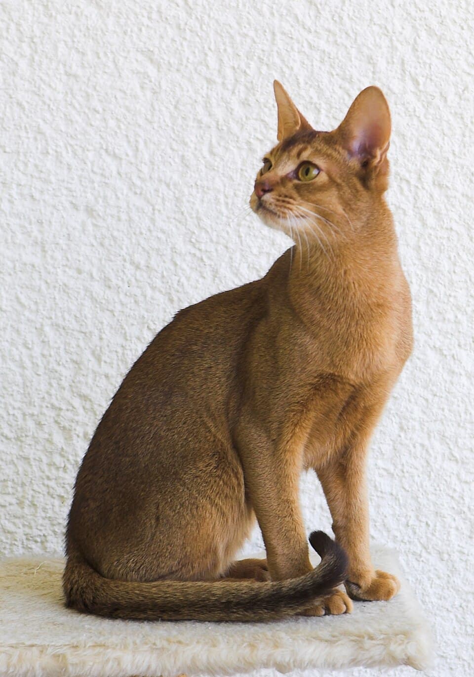 Abyssinier – fotografi af racen
