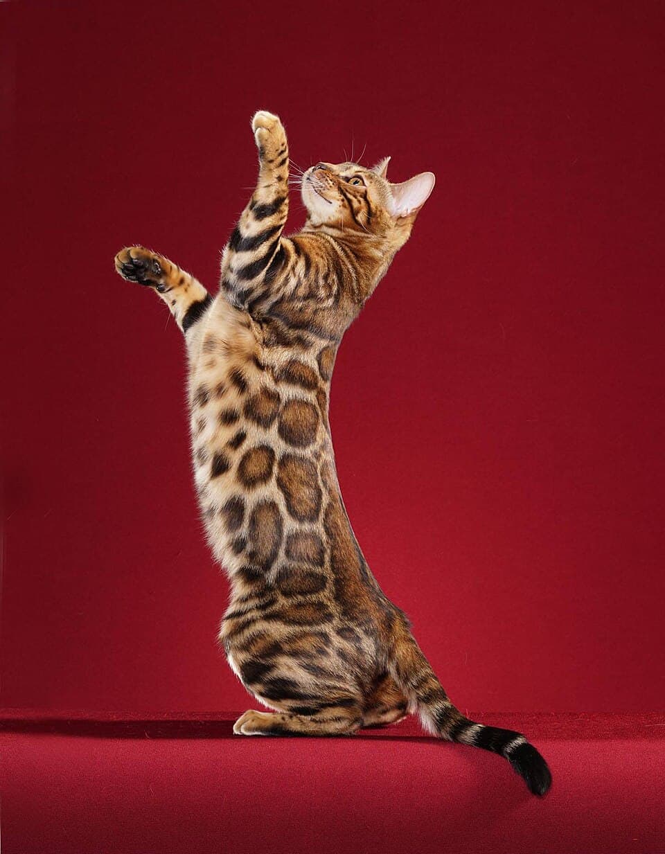 Bengal – fotografi af racen