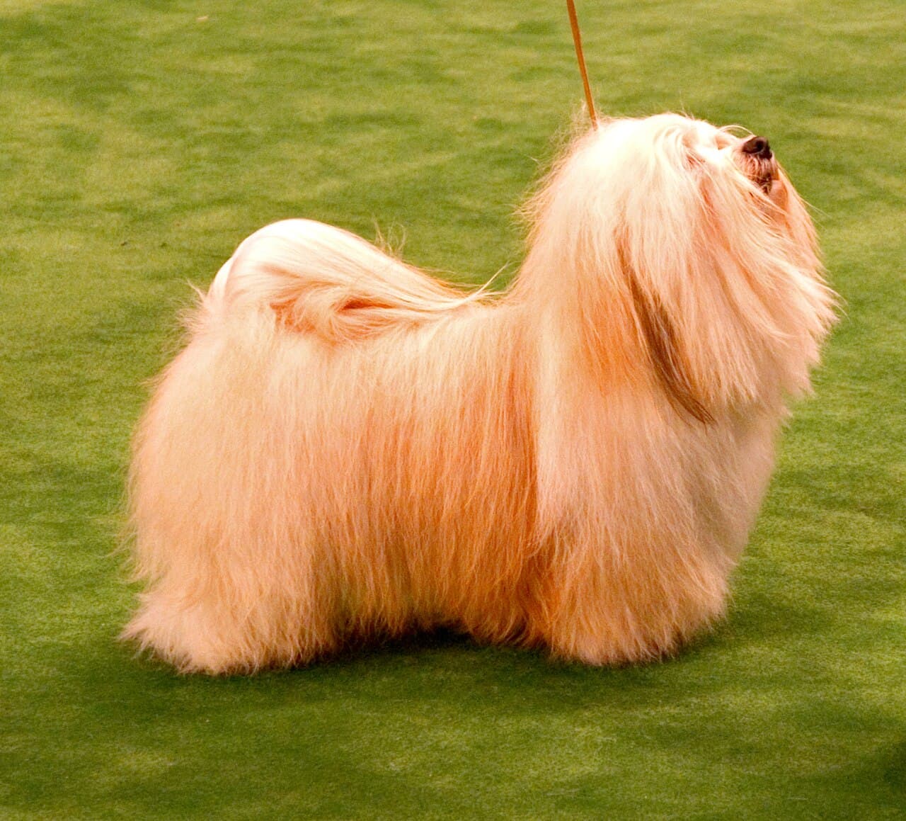 Bichon havanais – fotografi af racen