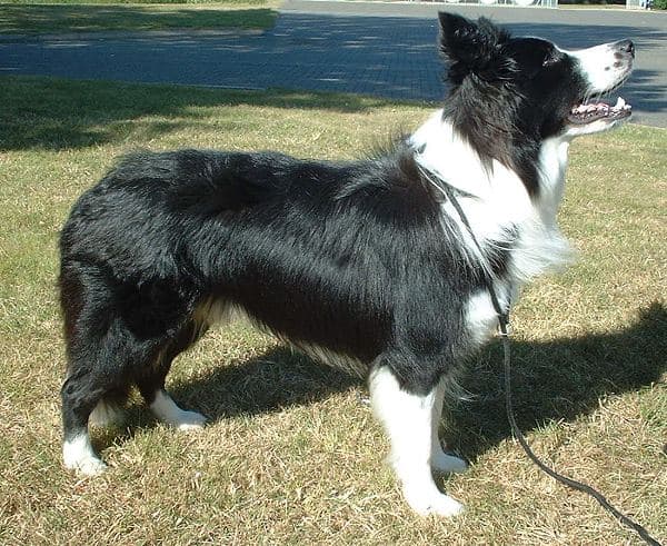 Illustrationsfoto: Border collie
