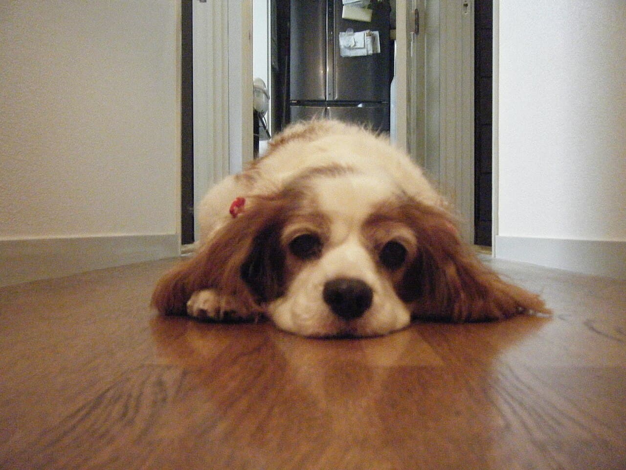 Cavalier King Charles Spaniel fotograferet i hverdagen