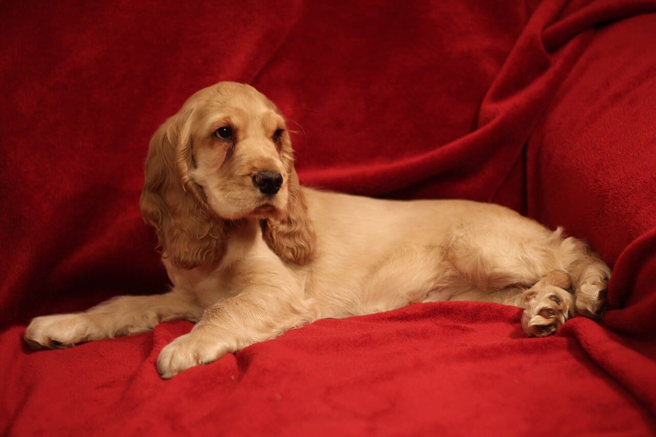 Engelsk cocker spaniel – fotografi af racen