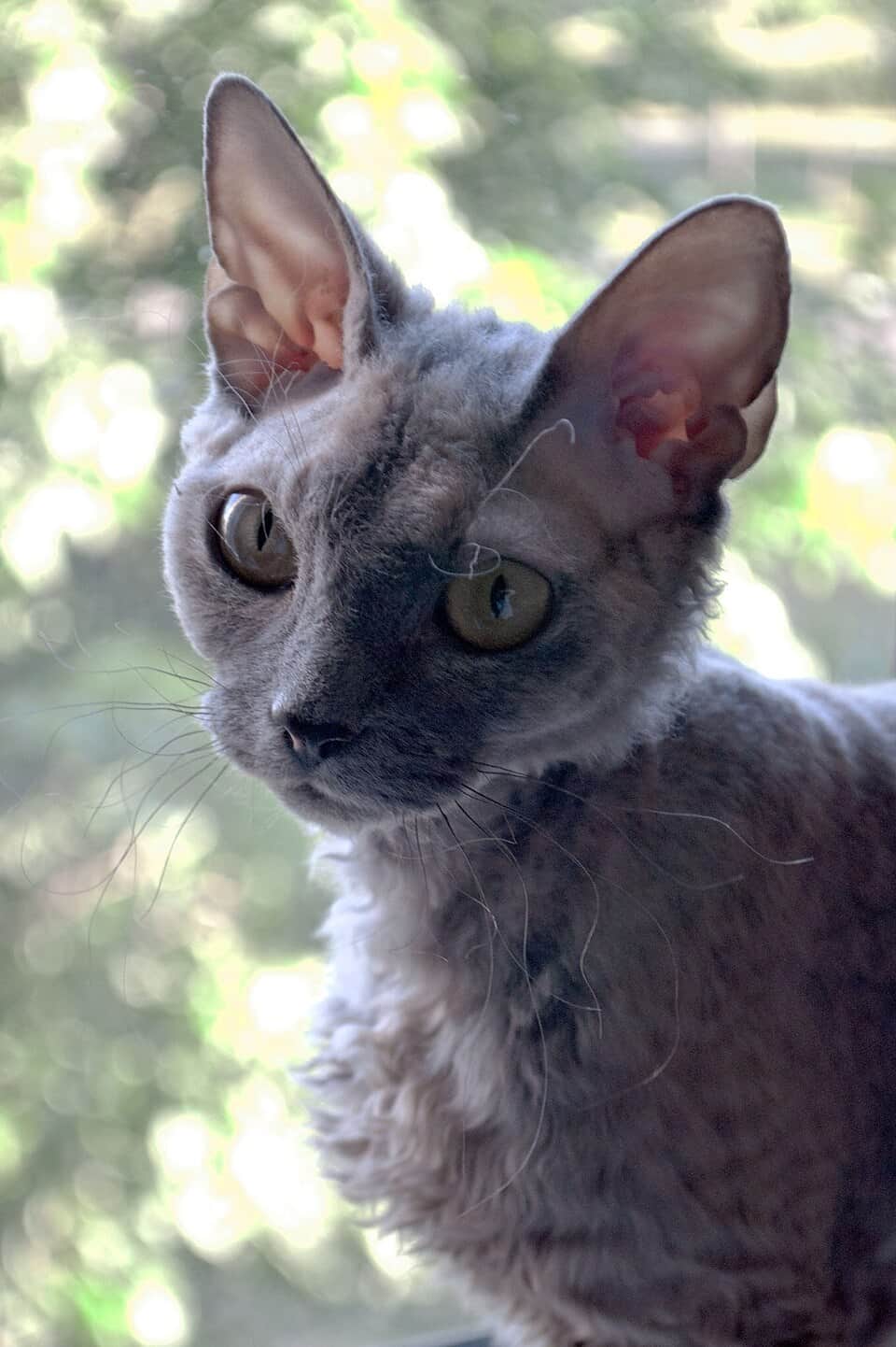 Devon rex – fotografi af racen