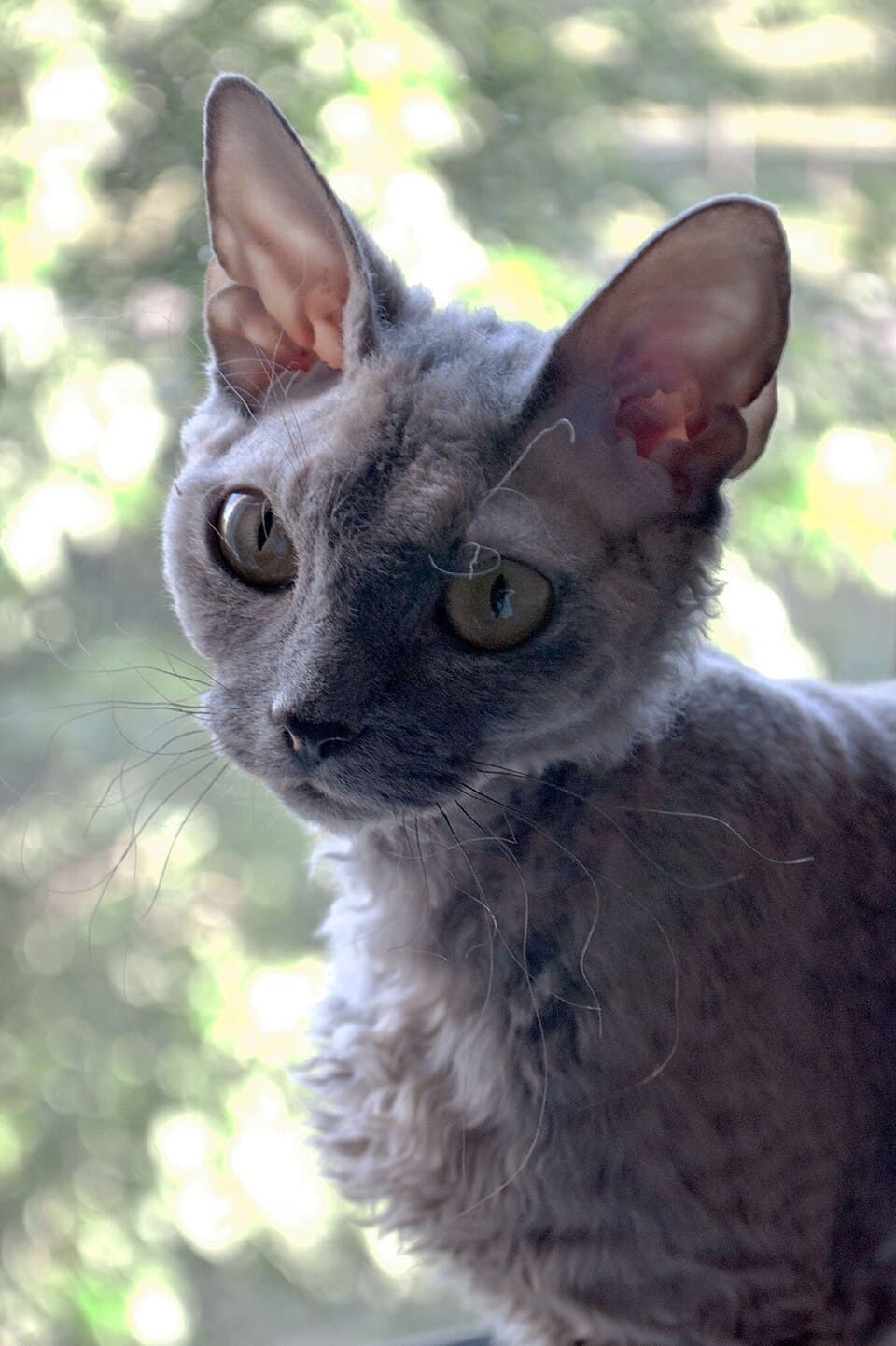 Devon rex – fotografi af racen