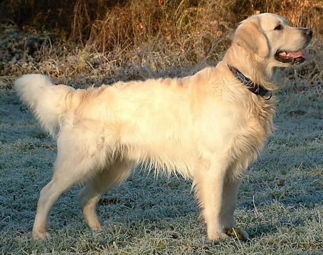 Golden retriever – fotografi af racen