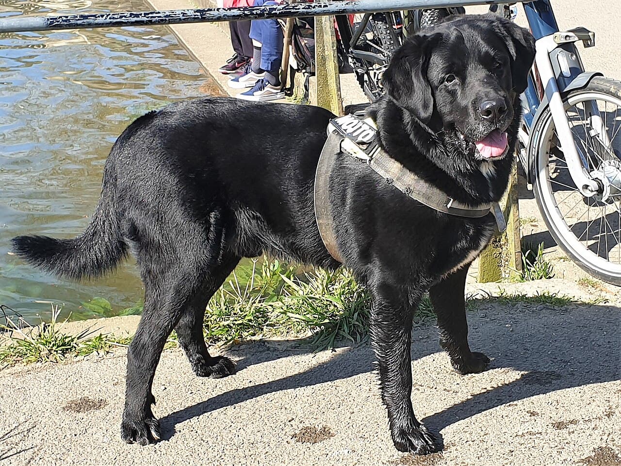Labrador retriever fotograferet i hverdagen