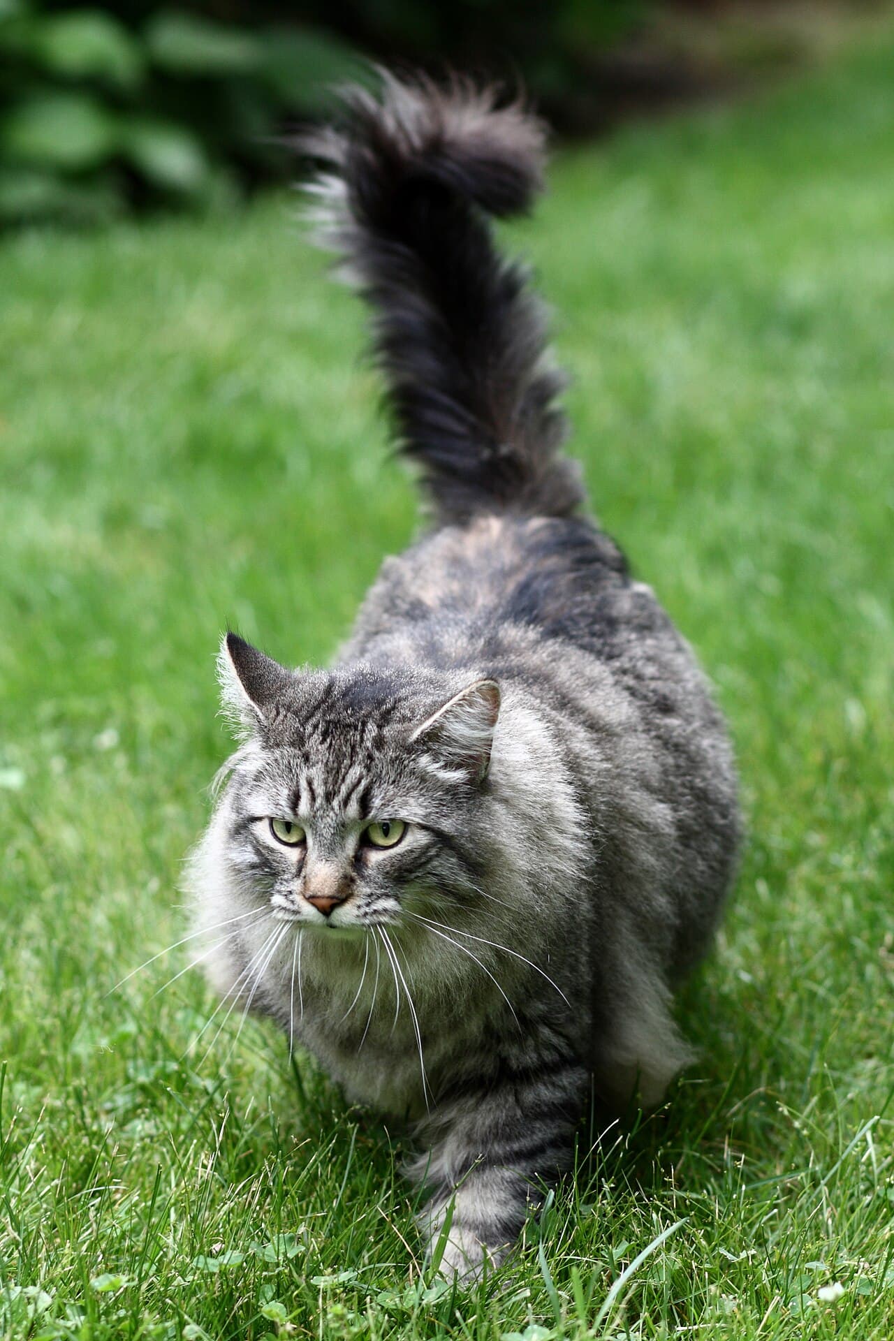 Maine Coon fotograferet i hverdagen