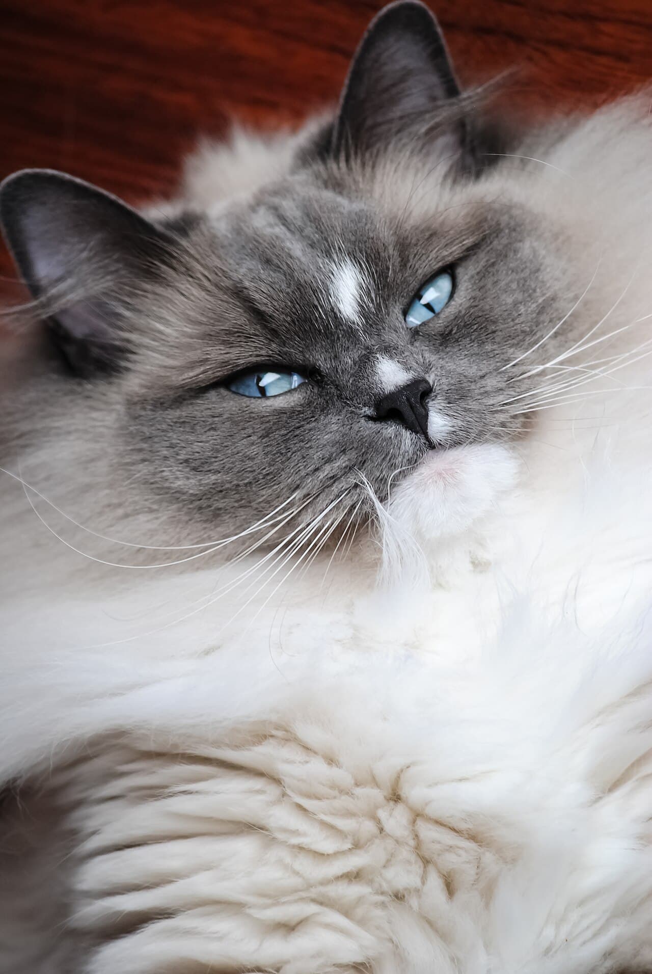 Ragdoll fotograferet i hverdagen