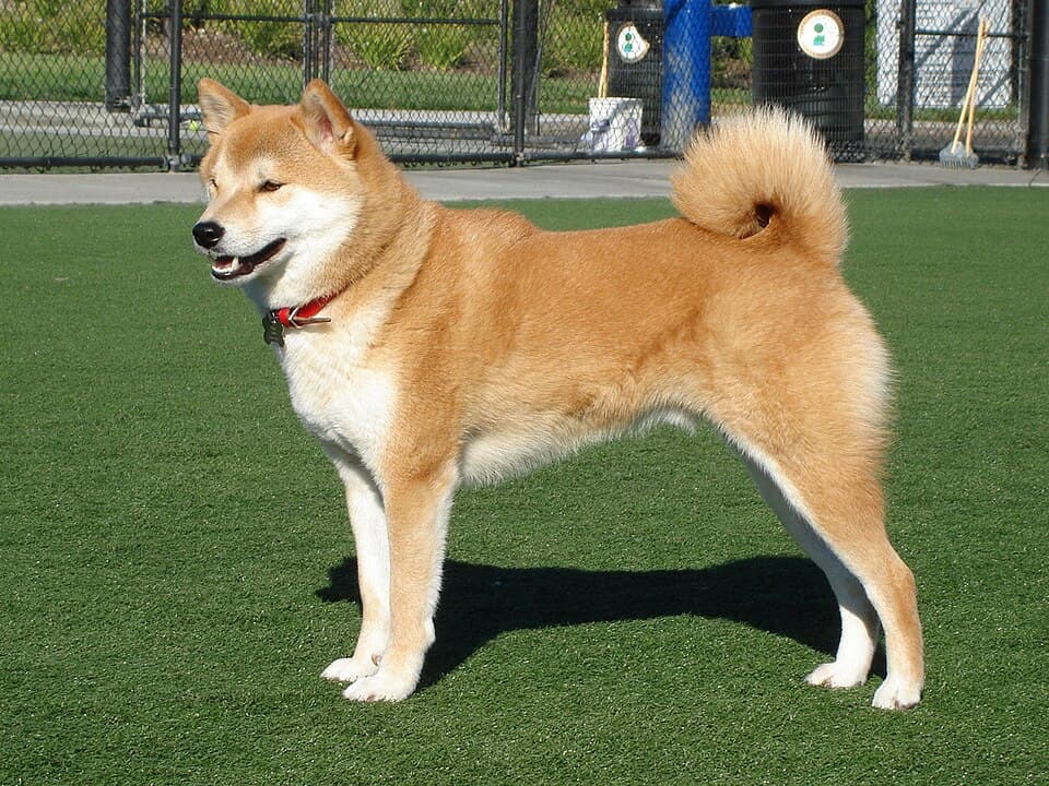 Illustrationsfoto: Shiba