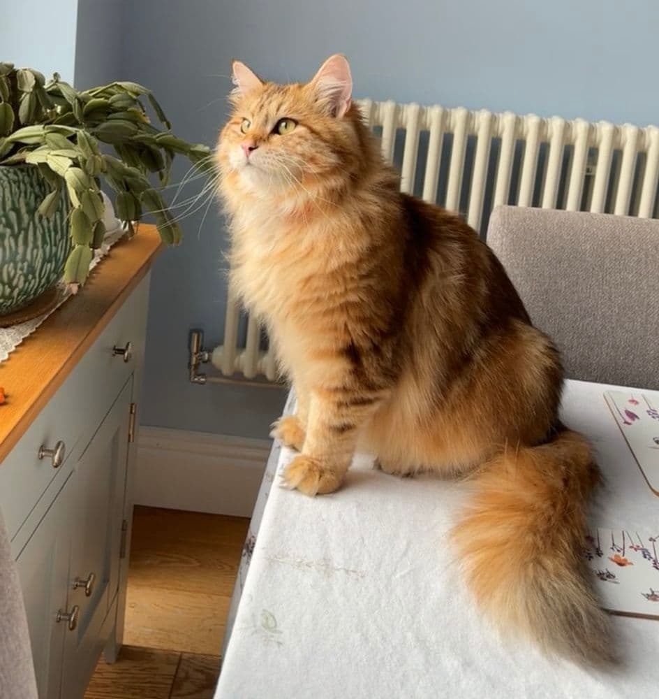 Sibirisk kat – fotografi af racen