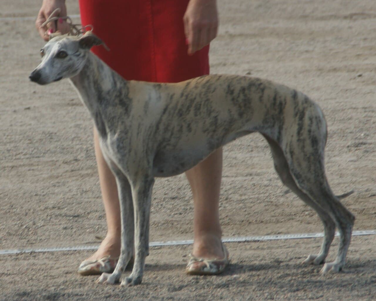 Whippet – fotografi af racen
